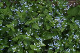 Brunnera macrophylla bestellen